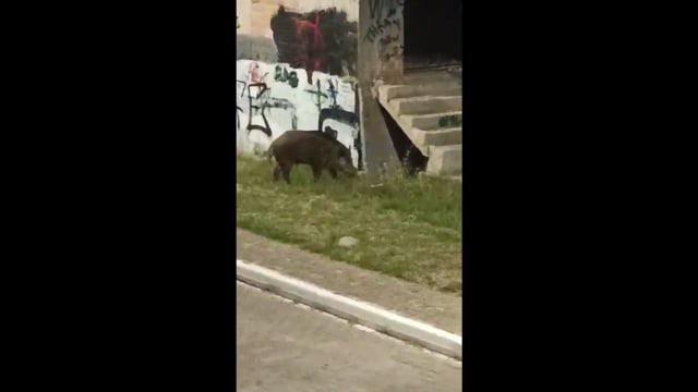 Φυλή Αττικής εκτέλεσε αγριογούρουνο μπροστά στα παιδιά 9-6-2025