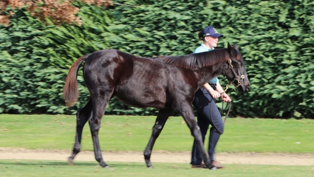 Lot 91