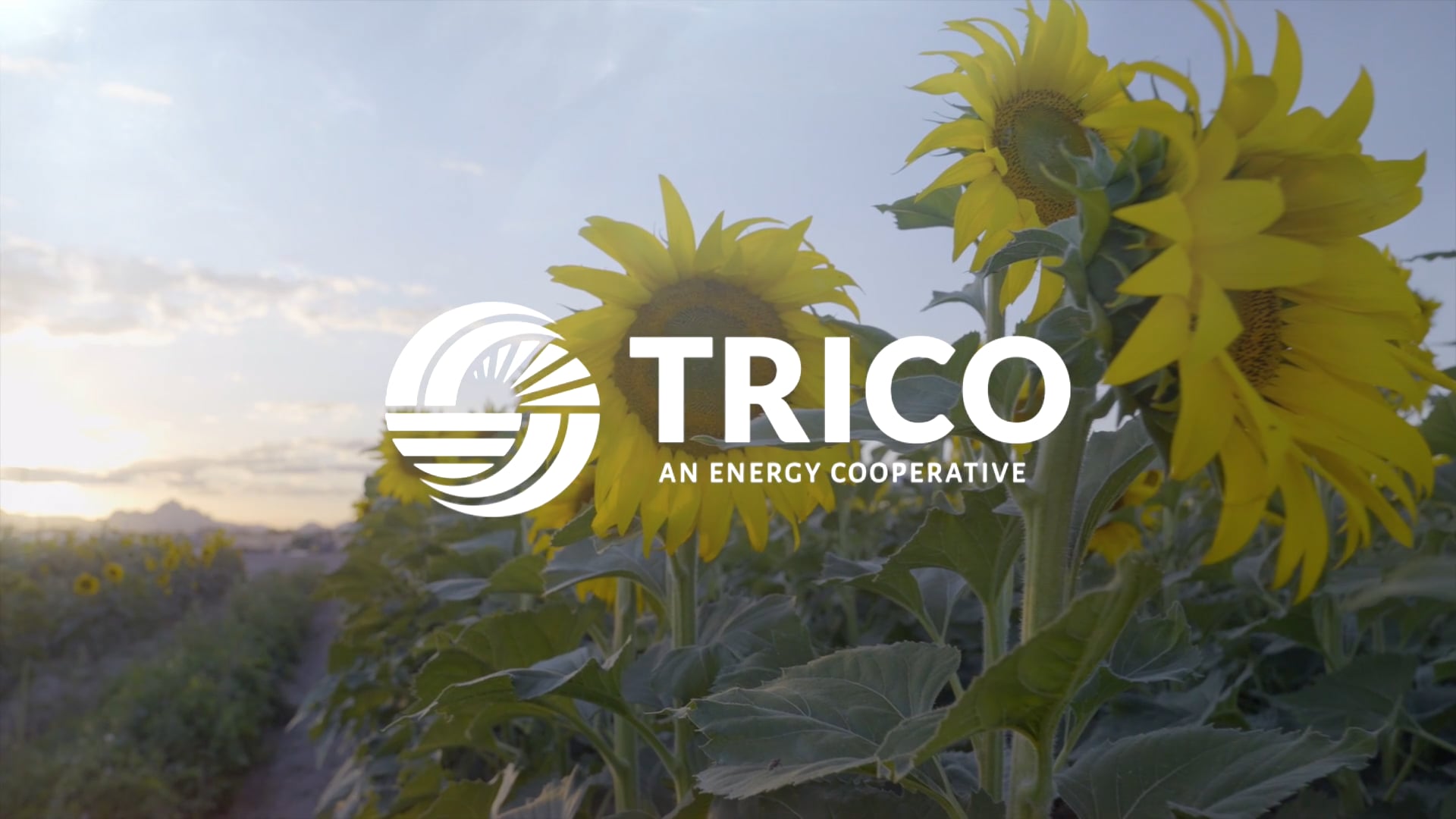 Trico 30 Second Broadcast PSA 2025