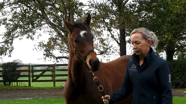 2025 National Weanling Sale | Seaton Park