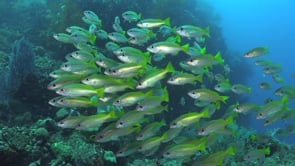 1491_Yellowtail Snappers close up on coral reef