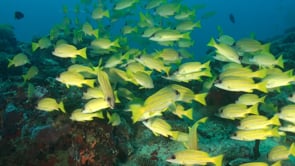 1591_Yellow Snapper close up over coral reef