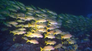 1667_Bluestriped Snappers close up in front of camera