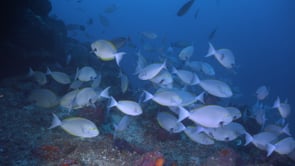 1668_Group of Surgeonfish swimming in front of camera