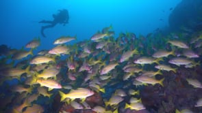 1669_Bluestriped Snappers and Scuba Diver