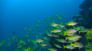1676_Bluestriped Snappers swimming over rocks