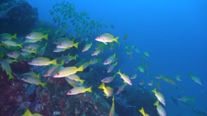 1677_Bluestriped Snappers passing close in front of camera