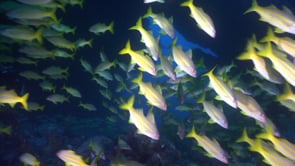 2158_Bluestriped Snappers super close up 