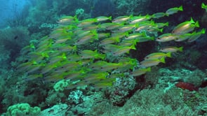 2059_Yellowtail Snappers and Scuba Divers
