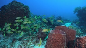 2082_Snappers on coral reef in Cozumel