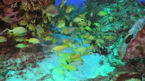 2084_Snappers close up on corl reef in Cozumel
