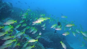 2156_Bluestriped Snapper close up