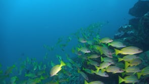 2157_Bluestriped Snappers passing camera