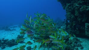 2300_Yellowtail Snappers on coral reef
