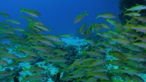 2301_Yellowtail Snappers close up