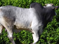 Lote 17