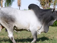 Lote 20