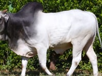 Lote 37