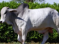Lote 36