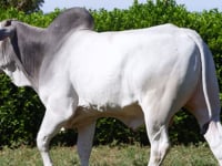 Lote 39