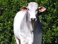 Lote 40