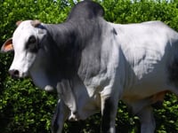 Lote 41