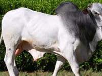 Lote 43