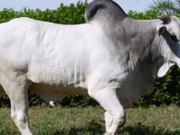 Lote 45