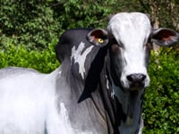 Lote 98