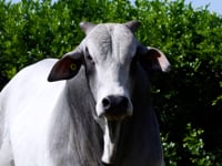 Lote 99