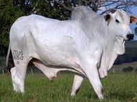 Lote 184
