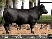 Lote 61