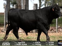Lote 15