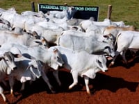 Lote 18