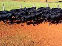 Lote 19