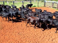 Lote 46