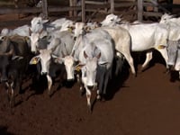 Lote 64