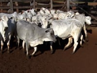Lote 65