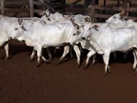 Lote 66