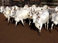 Lote 67