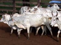 Lote 68
