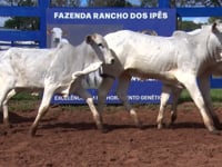 Lote 06