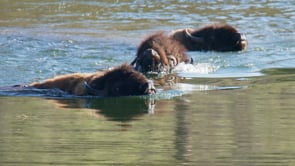 BISON SWIM RIVER-STOCK