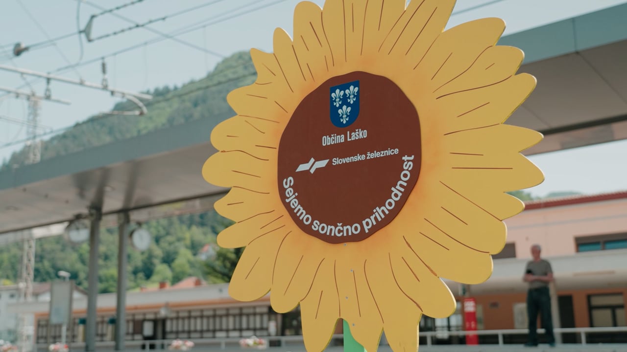 Sončnice ob progah tudi v Bohinju, Celju in Laškem