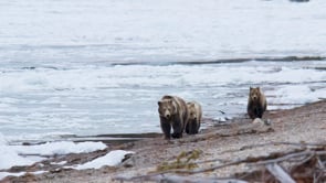 GRIZZLY AND CUBS LAKE ICE-STOCK
