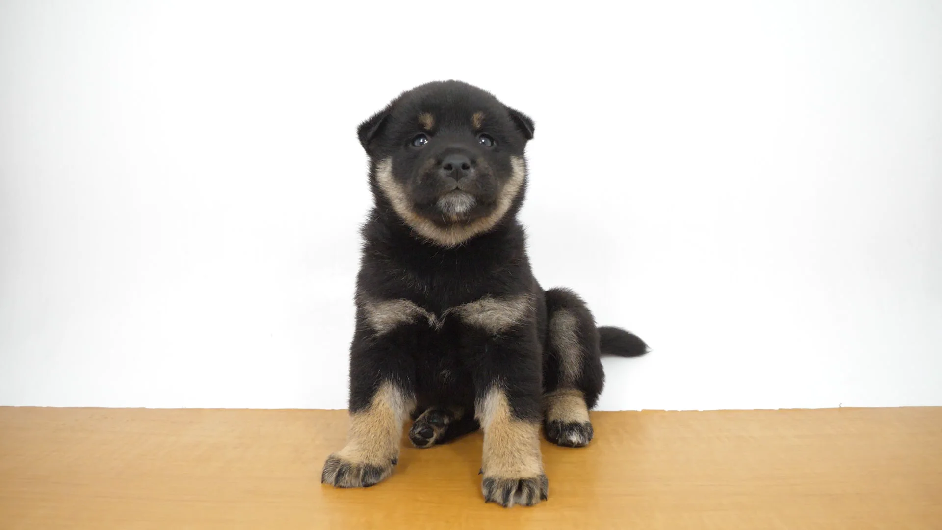 柴犬 s7229ai.png