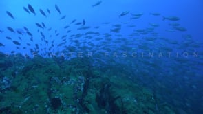 1682_Fish shoal swimming down the reef