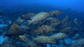 2497_Many Grouper super close up on coral reef