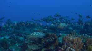 2498_diving through a group of Groupers in French Polynesia