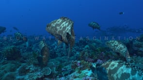2499_Following a Group of big Groupers swimming over coral reef